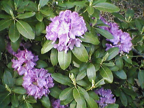 Rhododendron May 2001
